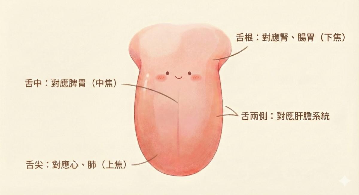 舌頭對應身體不同臟腑