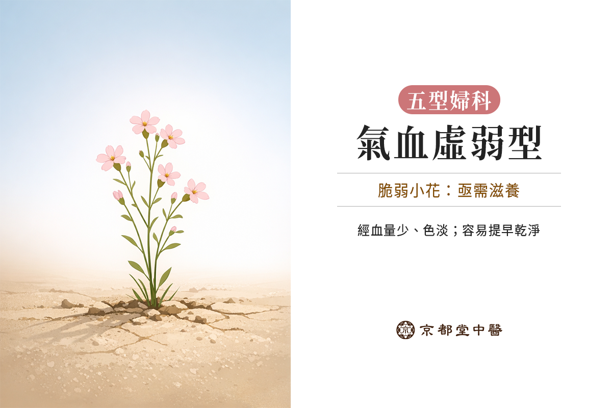 五型婦科：氣血虛弱型